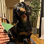 dog, dachshund, pet, indoor, couch, pillow, blanket, plant, living_room, hardwood_floor, fan, black_fur, tan_markings, head_tilt, curious, eyes, portrait, sitting, cozy, furniture
