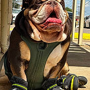 Fatboy joined the competition — help win amazing prizes! dog, bulldog, shoes, harness, outdoor, sidewalk, sunlight, tongue, closed_eyes, happy, pet, leash, concrete, shadow, urban, daytime, cute, animal, mammal, portrait