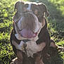 bulldog, dog, pet, animal, grass, outdoor, sunlight, tongue_out, sitting, leash, collar, wrinkles, cute, mammal, nature, daylight, playful, portrait, friendly, canine