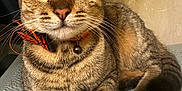Makitty is registered to the contest to win money with this photo: animal, background, bell, bow, cat, close_up, collar, cute, domestic_animal, ears, feline, green_eyes, indoor, paws, pet, relaxed, striped_fur, tabby_cat, texture, whiskers