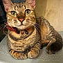 Makitty is registered to the contest to win money with this photo: cat, tabby_cat, close_up, green_eyes, collar, bow, bell, pet, feline, whiskers, ears, paws, striped_fur, relaxed, indoor, texture, background, animal, cute, domestic_animal