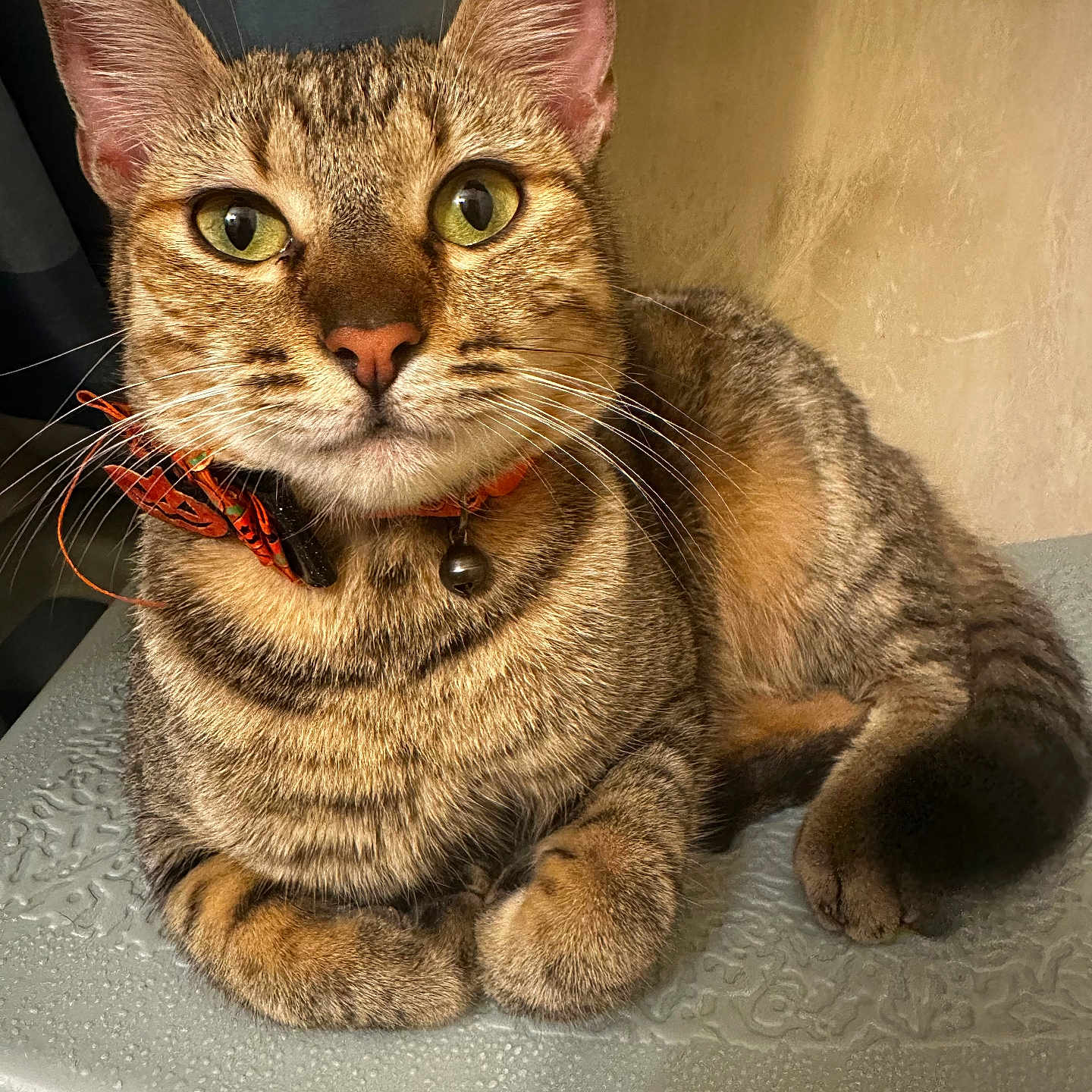 Makitty is registered to the contest to win money with this photo: animal, background, bell, bow, cat, close_up, collar, cute, domestic_animal, ears, feline, green_eyes, indoor, paws, pet, relaxed, striped_fur, tabby_cat, texture, whiskers