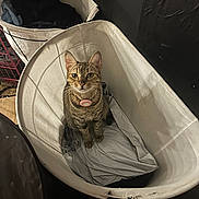 Makitty is registered to the contest to win money with this photo: animal, cat, collar, container, curious, domestic, ears, fabric, feline, fur, household, indoor, laundry_basket, looking_up, pet, shadow, sitting, striped, tabby_cat, whiskers