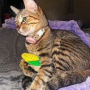 Makitty joined the competition — help win amazing prizes! cat, tabby_cat, pet, animal, toy, corn_toy, collar, purple_blanket, soft_texture, fur, whiskers, relaxed, indoor, closeup, resting, cute, domestic_cat, striped_fur, sleepy, comfortable