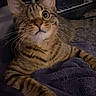 Bug is registered to the contest to win money with this photo: cat, tabby, one-eyed, pet, feline, whiskers, indoor, blanket, purple_blanket, curious, close-up, striped_fur, paw, resting, cozy, animal, cute, domestic_cat, fur, relaxed