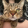 cat, tabby, one_eyed_cat, pet, animal, green_eye, whiskers, close_up, feline, fur, pink_nose, person, holding, black_shirt, patterned_clothing, domestic_animal, cute, indoor, portrait, face