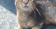Bug is registered to the contest to win money with this photo: cat, kitten, one_eyed, pet, feline, whiskers, fur, tabby, indoor, carpet, sunlight, cute, animal, young, portrait, curious, playful, resting, one_eye, adorable
