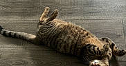 Bug is registered to the contest to win money with this photo: animal, cat, curious, cute, domestic_cat, feline, floor, fur, indoor, lying_down, mammal, paws, pet, playful, relaxed, resting, striped_fur, tabby_cat, whiskers, wooden_floor