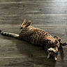 Bug is registered to the contest to win money with this photo: cat, tabby_cat, pet, animal, feline, striped_fur, floor, wooden_floor, indoor, lying_down, playful, curious, whiskers, paws, relaxed, domestic_cat, cute, fur, mammal, resting