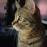 Bug is registered to the contest to win money with this photo: animal, background, cat, closeup, cute, domestic_cat, ears, eyes, feline, focused, fur, indoor, looking, mammal, pet, portrait, side_profile, soft_light, tabby, whiskers