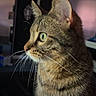 animal, background, cat, closeup, cute, domestic_cat, ears, eyes, feline, focused, fur, indoor, looking, mammal, pet, portrait, side_profile, soft_light, tabby, whiskers