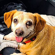 Faith joined the competition — help win amazing prizes! dog, pet, car_interior, happy, tongue_out, small_dog, brown_fur, collar, seat, window_controls, dashboard, leather_seat, cute, animal, domestic_animal, companion, looking_up, alert, smiling, indoor