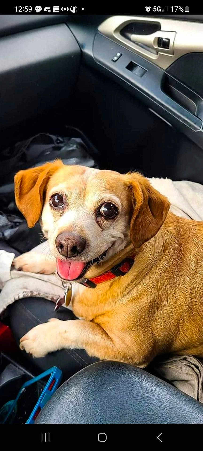 Faith joined the competition — help win amazing prizes! dog, pet, car_interior, happy, tongue_out, small_dog, brown_fur, collar, seat, window_controls, dashboard, leather_seat, cute, animal, domestic_animal, companion, looking_up, alert, smiling, indoor