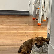 Abbie a rejoint le concours — aidez-le/la à gagner de superbes lots ! animal, cozy, cute, dog, flooring, fur, home, indoor, ladder, metal, orange_tip, pet, puppy, relaxation, resting, shoe, sleeping, small_dog, sneaker, wooden_floor