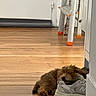 animal, cozy, cute, dog, flooring, fur, home, indoor, ladder, metal, orange_tip, pet, puppy, relaxation, resting, shoe, sleeping, small_dog, sneaker, wooden_floor