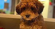 Abbie a rejoint le concours — aidez-le/la à gagner de superbes lots ! adorable, animal, blurred_background, brown_fur, companion, countertop, cozy, curly_fur, cute, dog, domestic_animal, fur, indoors, lamp, looking_at_camera, pet, puppy, sitting, window, young_dog