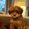 adorable, animal, blurred_background, brown_fur, companion, countertop, cozy, curly_fur, cute, dog, domestic_animal, fur, indoors, lamp, looking_at_camera, pet, puppy, sitting, window, young_dog