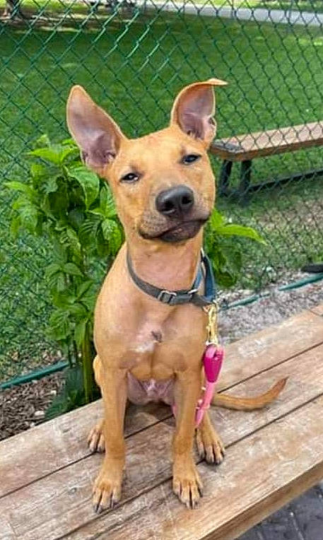 Austin is registered to the contest to win money with this photo: canidae, carnivore, collar, companion_dog, dog, dog_breed, dog_collar, dog_supply, fawn, fence, liver, mesh, pet_supply, plant, snout, sporting_group, whiskers, wire_fencing, wood, working_animal