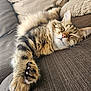 animal, cat, closeup, comfort, couch, cozy, ear, feline, fluffy, fur, home, indoor, nose, paw, pet, relaxed, resting, sleeping, tabby, whiskers