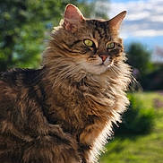 Owen a rejoint le concours — aidez-le/la à gagner de superbes lots ! animal, cat, closeup, daylight, ears, eyes, fluffy, fur, garden, greenery, mammal, nature, outdoor, peaceful, pet, portrait, relaxed, sunlight, tabby, whiskers