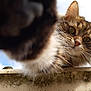 Owen a rejoint le concours — aidez-le/la à gagner de superbes lots ! animal, cat, close_up, clouds, curious, ears, feline, fur, ledge, moss, nature, nose, outdoor, paw, pet, playful, portrait, sky, tabby_cat, whiskers