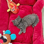 Venom a rejoint le concours — aidez-le/la à gagner de superbes lots ! kitten, cat, sleeping, red_bed, plush_toys, toy_fish, toy_mouse, cozy, pet_bed, furry, cute, animal, indoor, resting, soft, small, peaceful, gray_fur, relaxing, domestic_cat