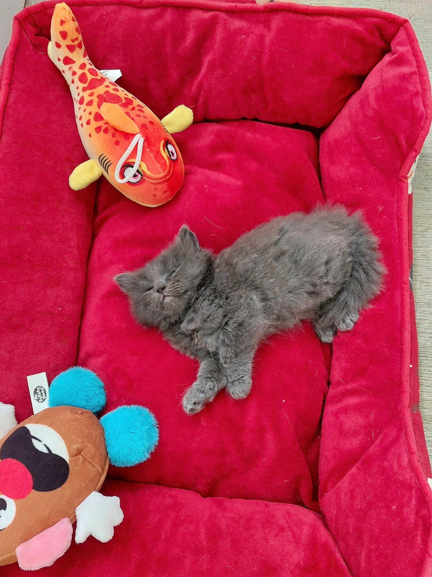 Venom a rejoint le concours — aidez-le/la à gagner de superbes lots ! kitten, cat, sleeping, red_bed, plush_toys, toy_fish, toy_mouse, cozy, pet_bed, furry, cute, animal, indoor, resting, soft, small, peaceful, gray_fur, relaxing, domestic_cat