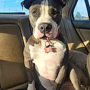 Henny joined the competition — help win amazing prizes! dog, pitbull, car_interior, backseat, sunlight, collar, tag, pet, animal, seated, brown_leather_seat, window, daylight, portrait, canine, domestic_animal, closeup, indoor, fur, ears