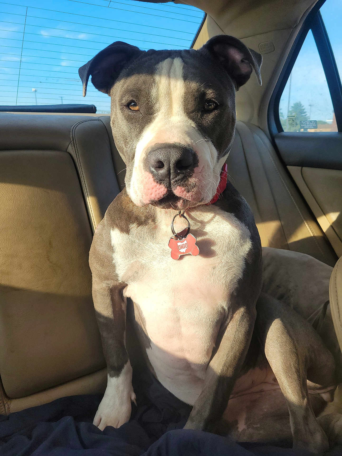 Henny joined the competition — help win amazing prizes! dog, pitbull, car_interior, backseat, sunlight, collar, tag, pet, animal, seated, brown_leather_seat, window, daylight, portrait, canine, domestic_animal, closeup, indoor, fur, ears