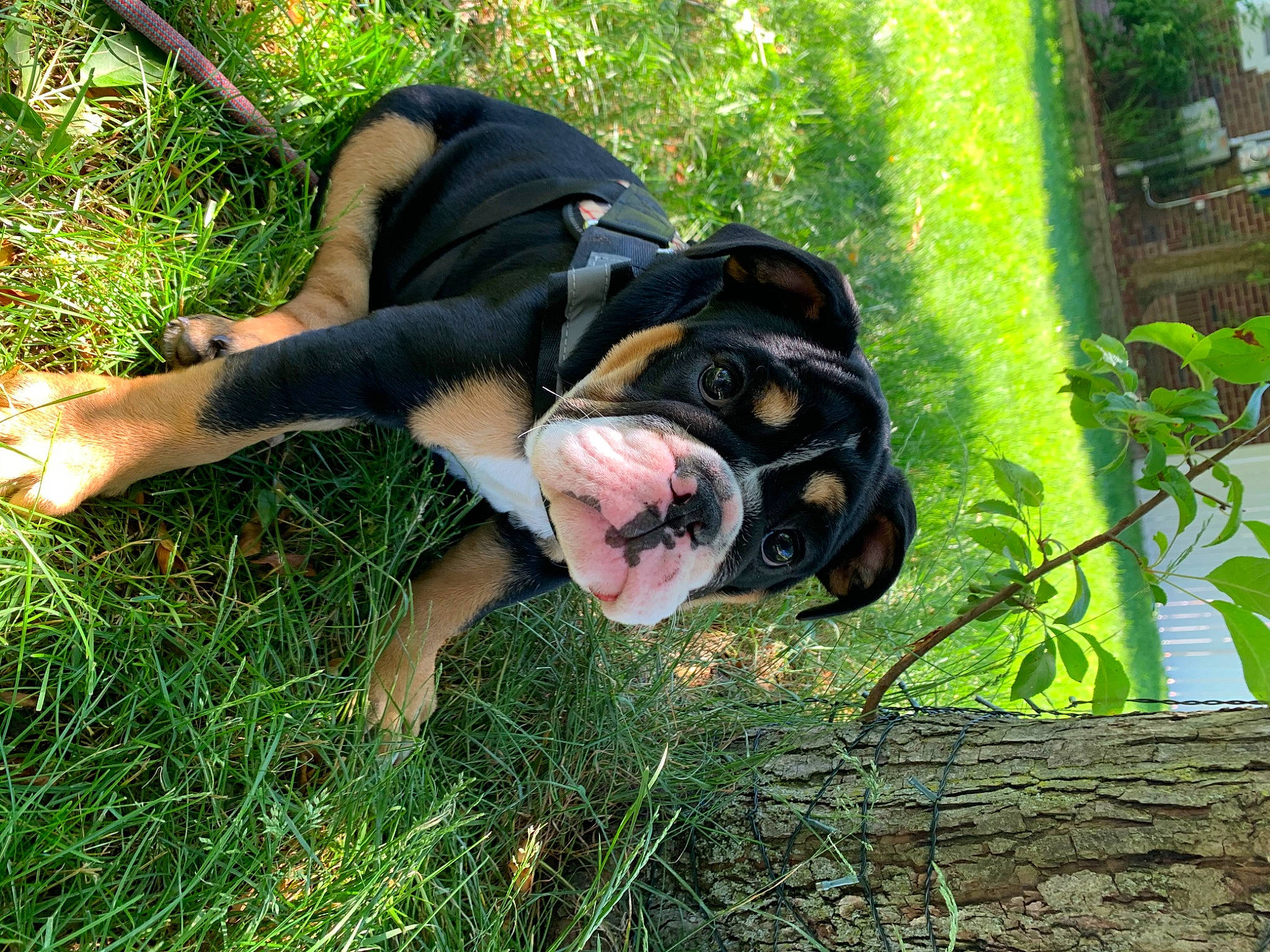Sadie is registered to the contest to win money with this photo: canidae, carnivore, companion_dog, dog, dog_breed, entlebucher_mountain_dog, fawn, grass, puppy, snout, sporting_group