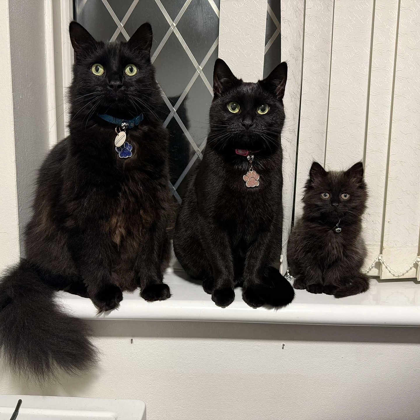 Sooty Shadow Storm is registered to the contest to win money with this photo: animal, black_cat, blinds, cat, collar, curious, cute, domestic_cat, ears, fluffy, fur, green_eyes, indoor, pet, sitting, tail, three_animals, whiskers, window, windowsill