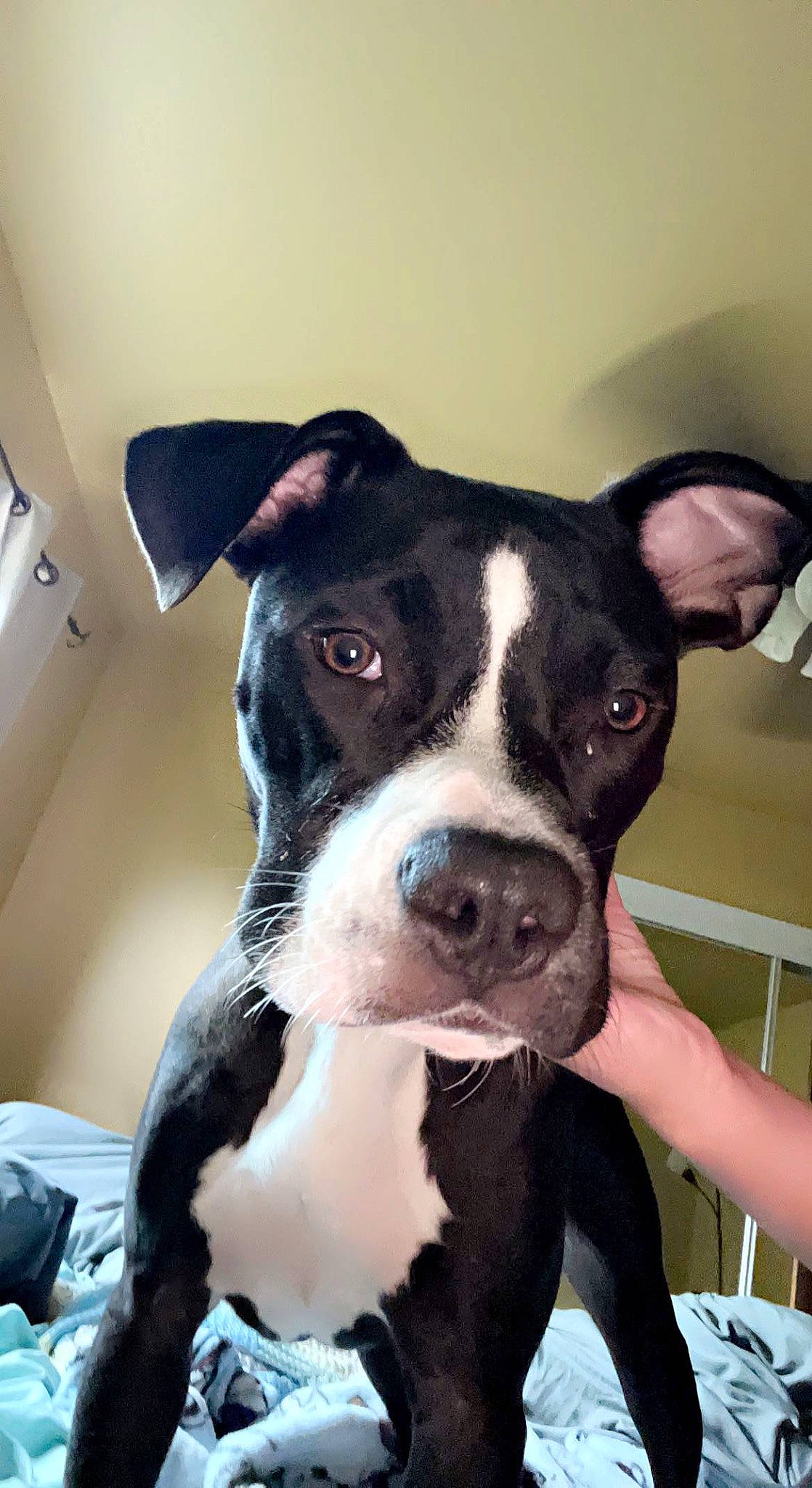 Cody is registered to the contest to win money with this photo: boston_terrier, carnivore, collar, comfort, companion_dog, dog, dog_breed, ear, fawn, fur, non_sporting_group, snout, sporting_group, terrestrial_animal, whiskers, working_animal