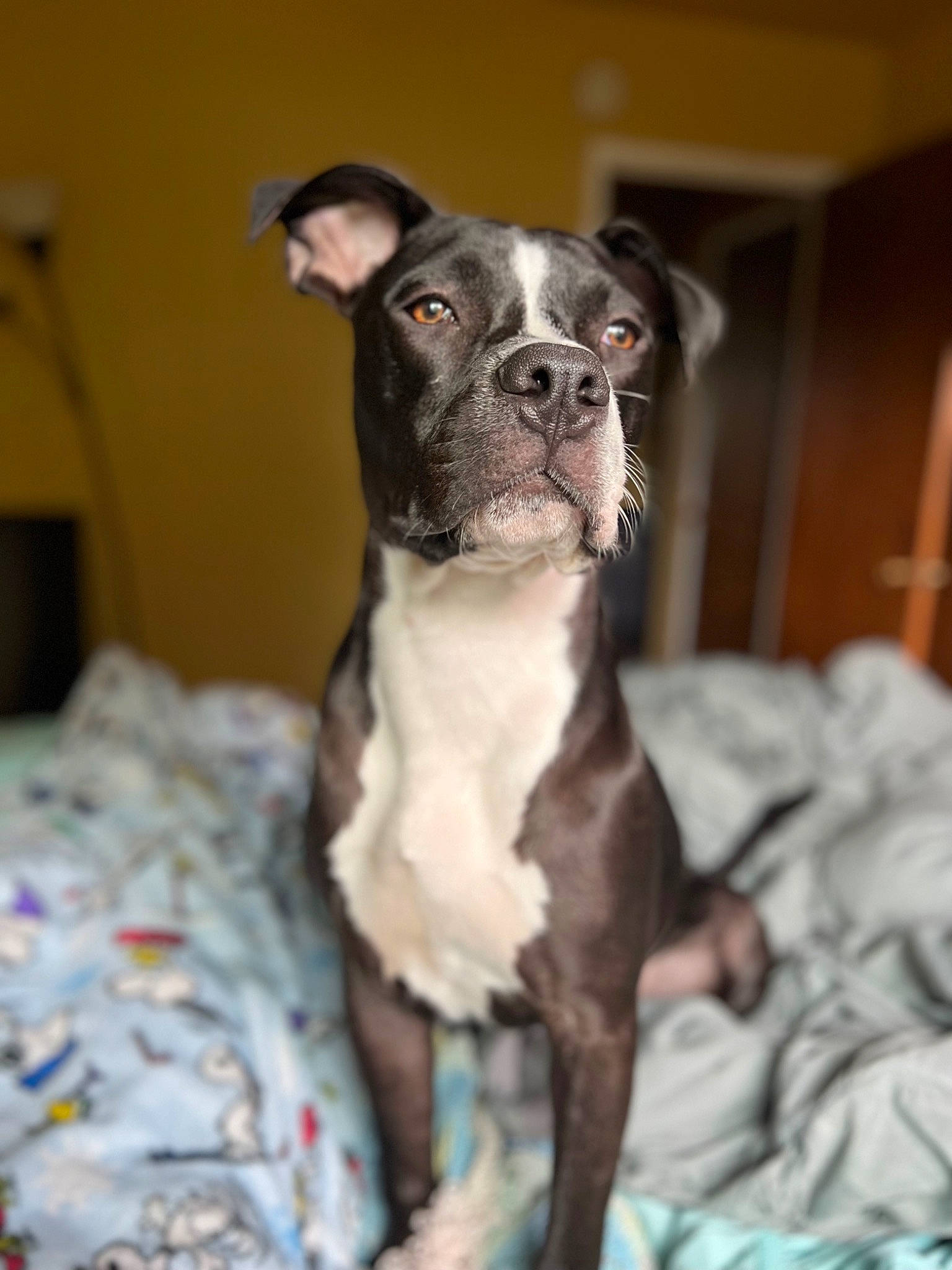 Cody is registered to the contest to win money with this photo: boxer, canidae, carnivore, comfort, companion_dog, dog, dog_breed, ear, fawn, fur, liver, non_sporting_group, snout, sporting_group, terrestrial_animal, toy_dog, whiskers, working_animal, wrinkle