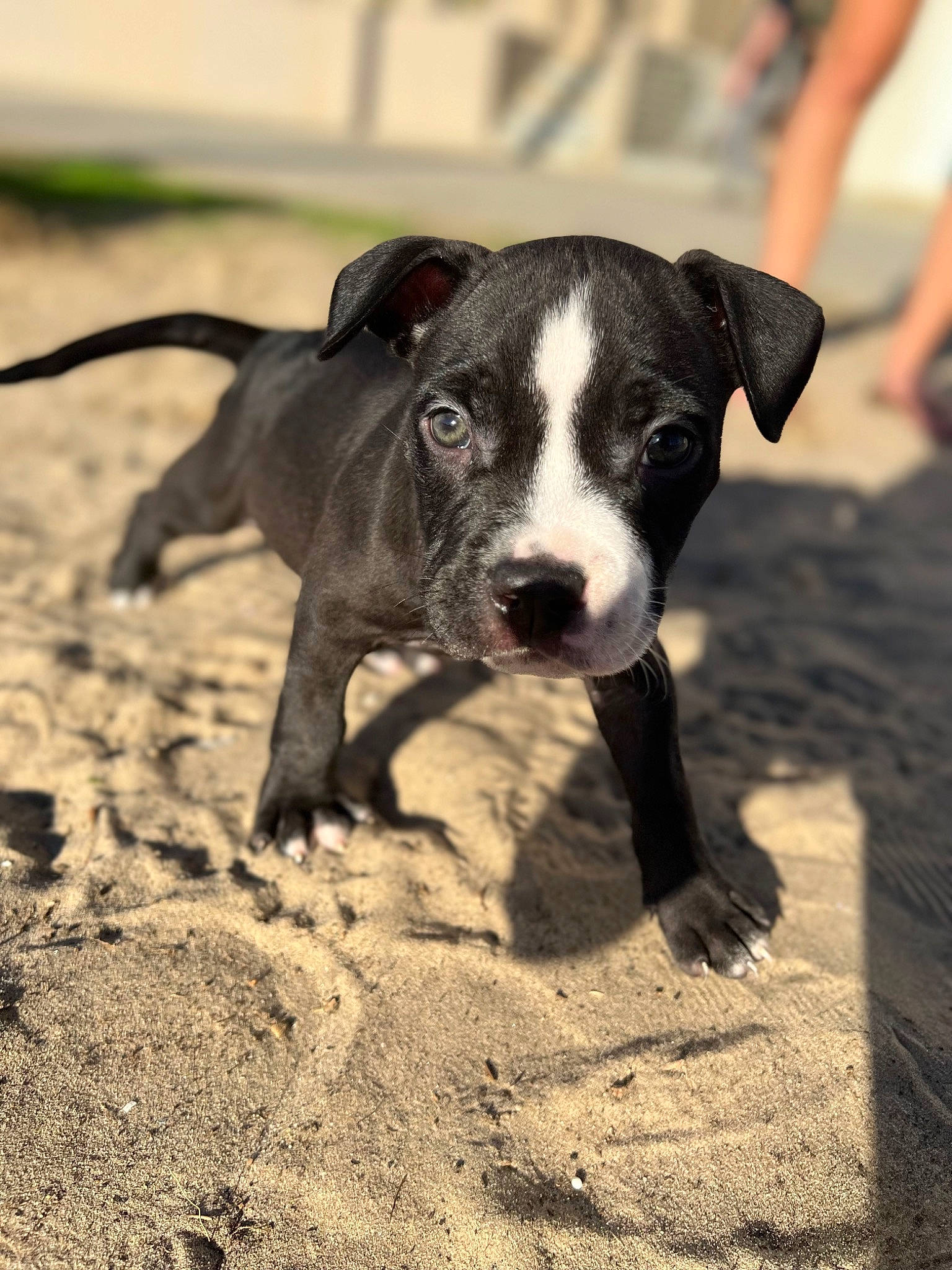 Cody is registered to the contest to win money with this photo: boston_terrier, canidae, carnivore, collar, companion_dog, dog, dog_breed, fawn, non_sporting_group, puppy, shadow, snout, soil, sporting_group, terrestrial_animal, whiskers, working_animal, working_dog