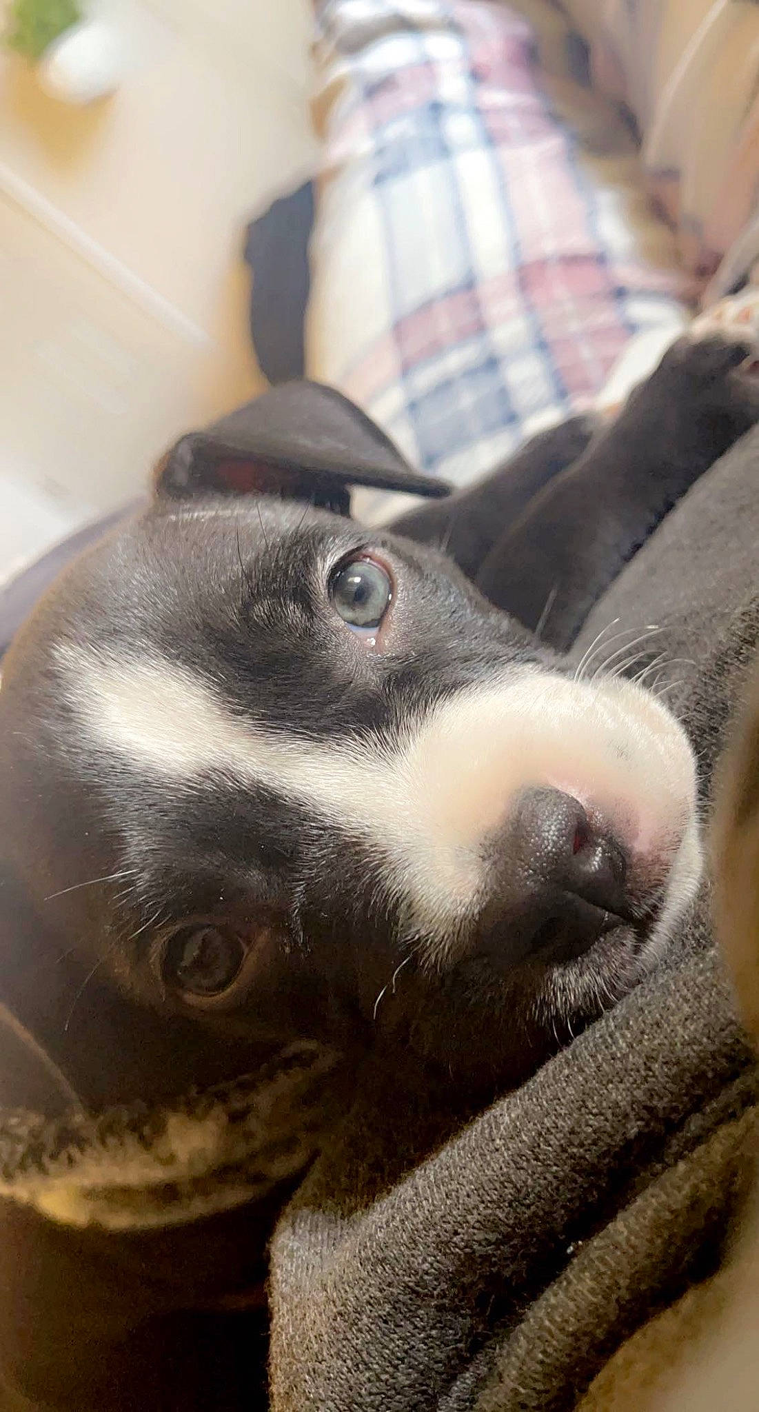 Cody joined the competition — help win amazing prizes! canidae, carnivore, close_up, collar, comfort, companion_dog, dog, dog_breed, ear, fawn, fur, grey, paw, selfie, snout, sporting_group, tartan, terrestrial_animal, whiskers, working_animal