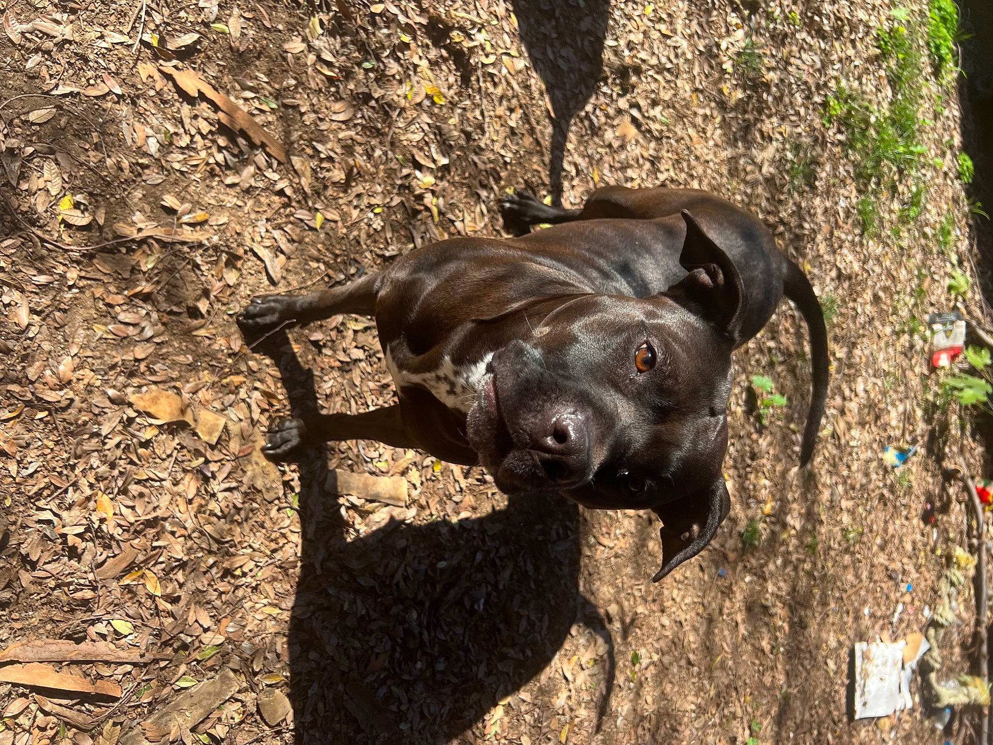 Kasey joined the competition — help win amazing prizes! borador, canidae, carnivore, companion_dog, dog, dog_breed, fawn, grass, guard_dog, gun_dog, hunting_dog, liver, non_sporting_group, snout, soil, sporting_group, tail, terrestrial_animal, working_animal