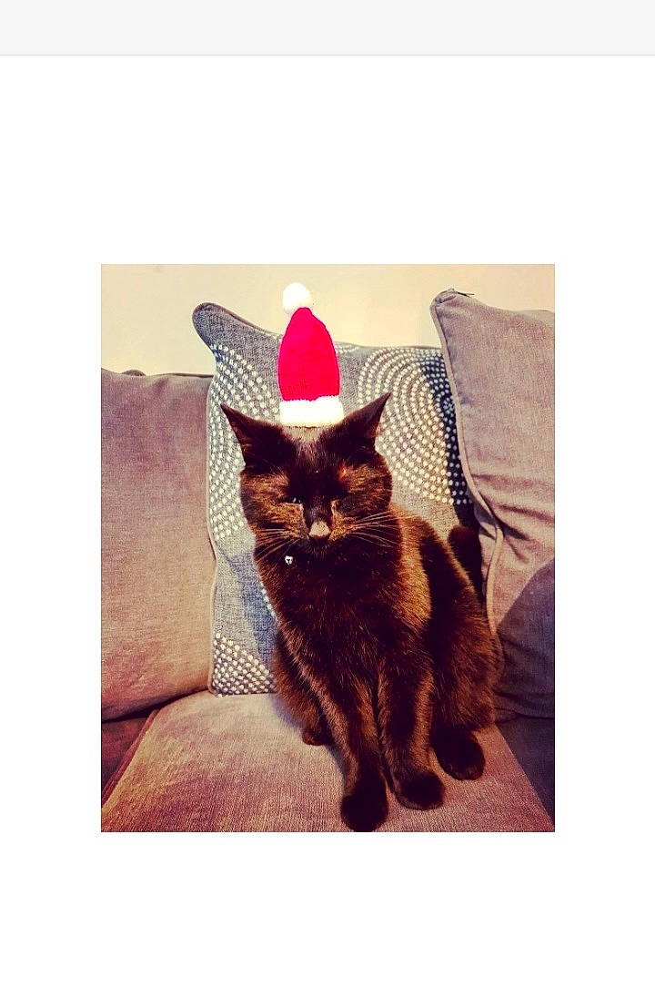 Charlie is registered to the contest to win money with this photo: black_cat, canidae, carnivore, cat, fashion_accessory, fawn, felidae, font, fur, gesture, happy, magenta, pattern, rectangle, selfie, sleeve, small_to_medium_sized_cats, square, tail, whiskers