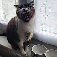 Oh'Lait participe au concours pour gagner de l'argent avec cette photo : cat, yawn, mouth_open, whiskers, windowsill, curtain, food_bowl, indoor, pet, feline, fur, white_paws, black_and_white, animal, domestic, sitting, daylight, window, tongue, teeth