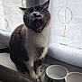 cat, yawn, mouth_open, whiskers, windowsill, curtain, food_bowl, indoor, pet, feline, fur, white_paws, black_and_white, animal, domestic, sitting, daylight, window, tongue, teeth