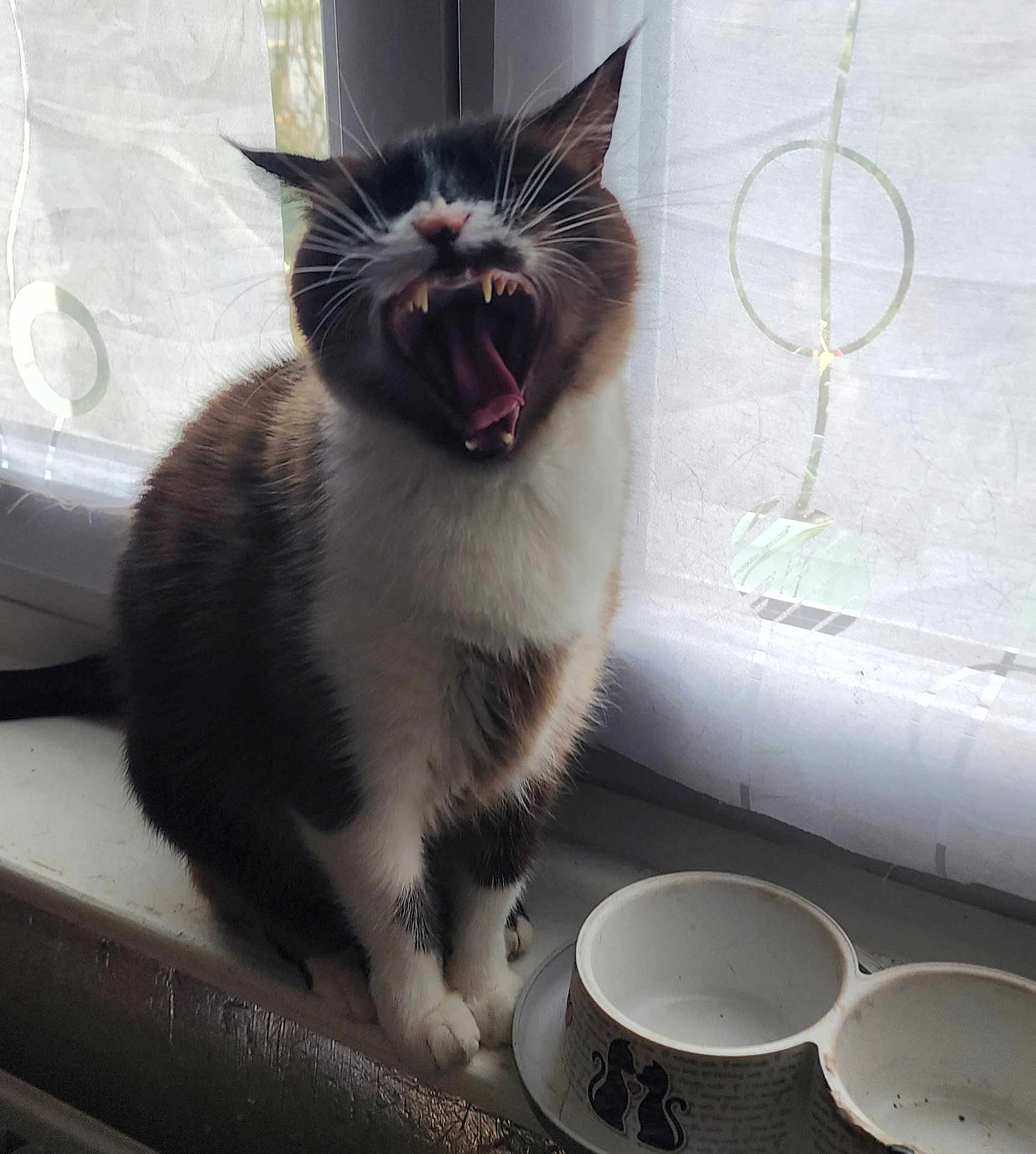 Oh'Lait participe au concours pour gagner de l'argent avec cette photo : cat, yawn, mouth_open, whiskers, windowsill, curtain, food_bowl, indoor, pet, feline, fur, white_paws, black_and_white, animal, domestic, sitting, daylight, window, tongue, teeth