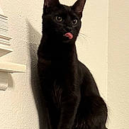 Milo joined the competition — help win amazing prizes! cat, black_cat, pet, indoor, animal, feline, tongue_out, playful, shadow, wall, texture, ears, whiskers, fur, sitting, cute, alert, eyes, portrait, domestic_cat