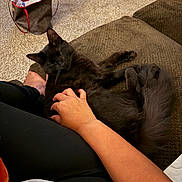 Milo is registered to the contest to win money with this photo: bag, black_cat, carpet, casual_clothing, cat, comfort, cozy, fur, furniture, hand, home, human_arm, indoor, lap, person, pet, relaxation, resting, tail, water_bottle