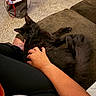 bag, black_cat, carpet, casual_clothing, cat, comfort, cozy, fur, furniture, hand, home, human_arm, indoor, lap, person, pet, relaxation, resting, tail, water_bottle