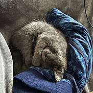 Khaleesi joined the competition — help win amazing prizes! kitten, cat, sleeping, curled_up, gray_fur, soft_texture, blanket, clothing, blue, pattern, cozy, nap, indoor, pet, fur, close_up, resting, cute, animal, small