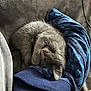kitten, cat, sleeping, curled_up, gray_fur, soft_texture, blanket, clothing, blue, pattern, cozy, nap, indoor, pet, fur, close_up, resting, cute, animal, small