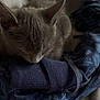 Khaleesi is registered to the contest to win money with this photo: cat, gray_cat, sleeping, cozy, soft_surface, blue_fabric, patterned_cloth, sock, indoor, nap, pet, feline, resting, closeup, quiet, domestic, cable, cord, relaxing, comfort