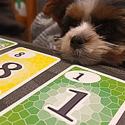 Yuki a rejoint le concours — aidez-le/la à gagner de superbes lots ! animal, businesscard, canine, cockerspaniel, computer, couch, dog, electronics, game, laptop, number, paper, papillon, pc, person, pet, puppy, symbol, terrier, text