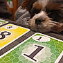 animal, businesscard, canine, cockerspaniel, computer, couch, dog, electronics, game, laptop, number, paper, papillon, pc, person, pet, puppy, symbol, terrier, text