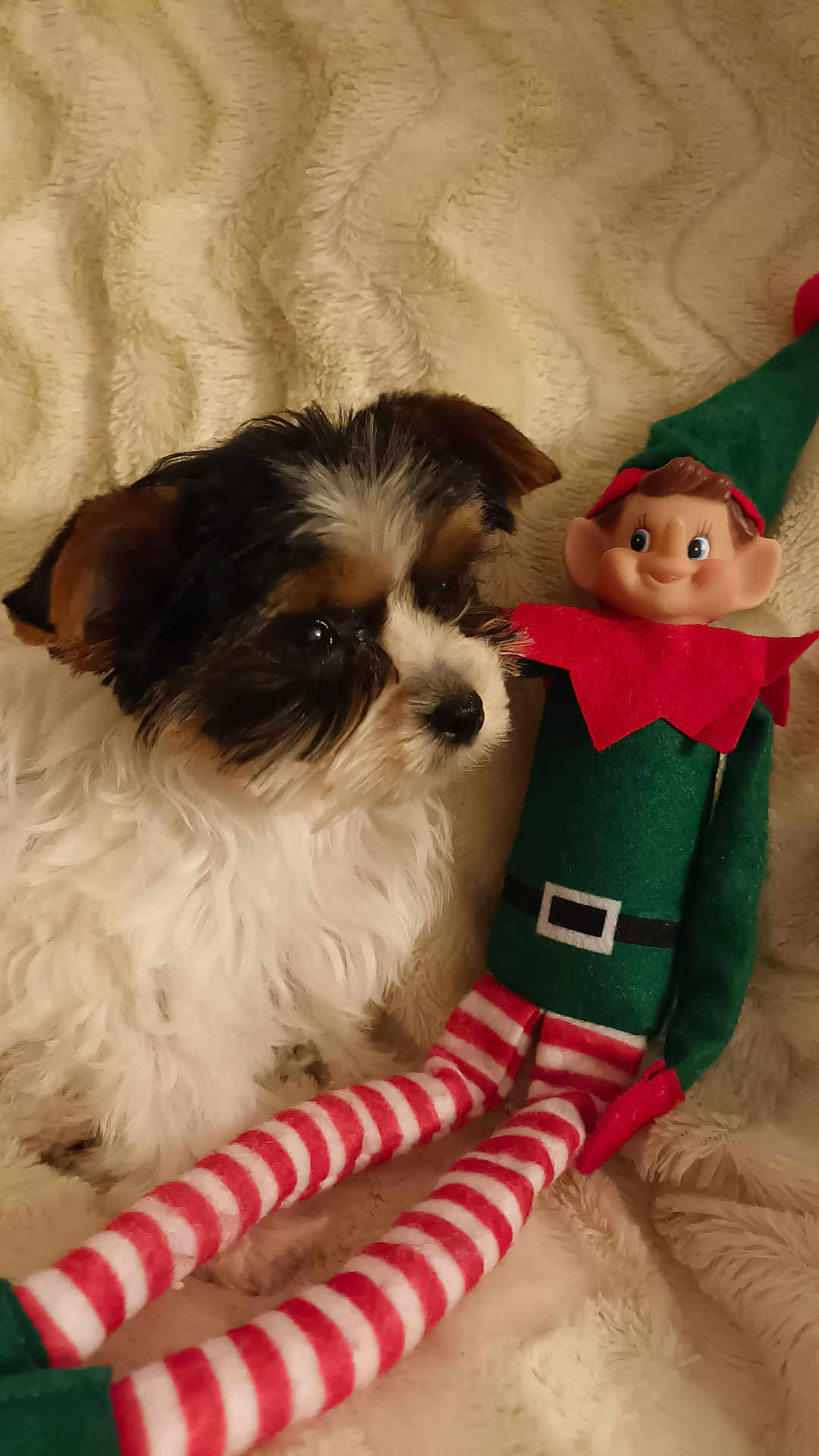 Yuki a rejoint le concours — aidez-le/la à gagner de superbes lots ! animal, baby, canine, clothing, cockerspaniel, couch, dog, elf, face, furniture, hat, head, papillon, person, pet, plush, puppy, terrier, toy, whitedog