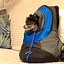 Yuki a rejoint le concours — aidez-le/la à gagner de superbes lots ! accessories, animal, backpack, bag, baggage, canine, dog, dogbed, handbag, pet, puppy